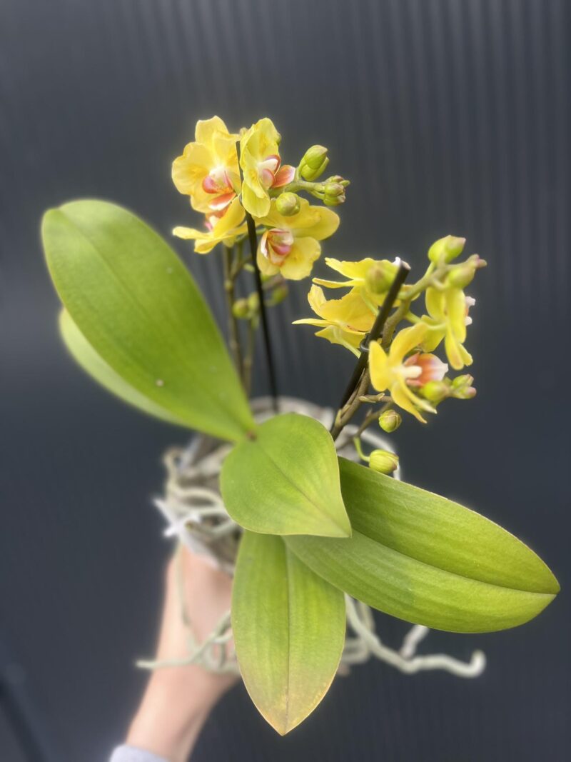 Phalaenopsis yellow peloric | Storczyk