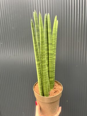 Sansewieria cylindryczna ‘Fan’ 