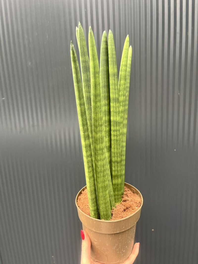 Sansewieria cylindryczna ‘Fan’ 