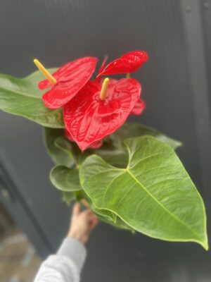 Anthurium andreanum ‘Oregon’