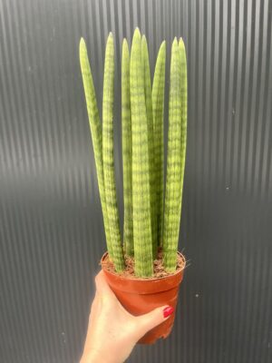 Sansewieria cylindryczna 