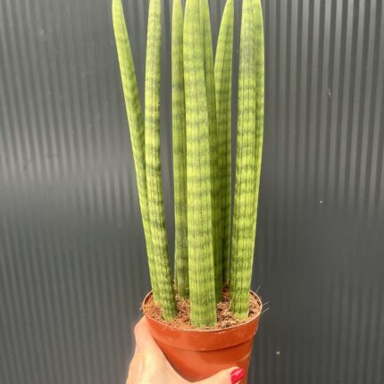 Sansewieria cylindryczna 