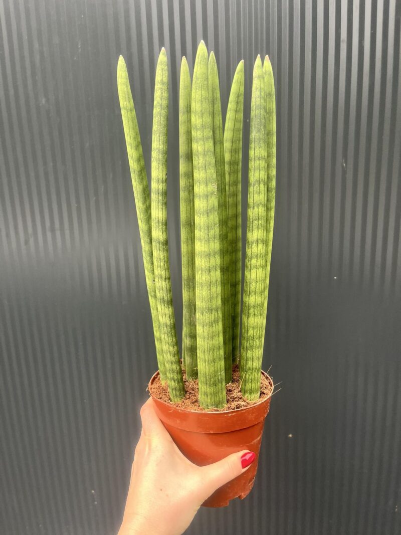 Sansewieria cylindryczna Sansewieria cylindryczna