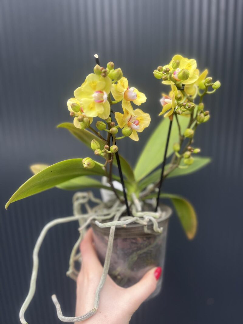 Phalaenopsis yellow peloric | Storczyk