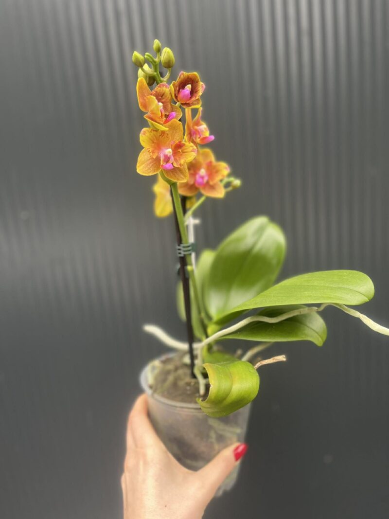 Phalaenopsis Lioulin Orange peloric | Storczyk
