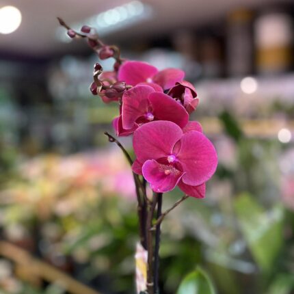 Phalaenopsis Magenta | Storczyk