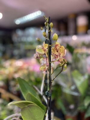 Phalaenopsis Orient Express | Storczyk