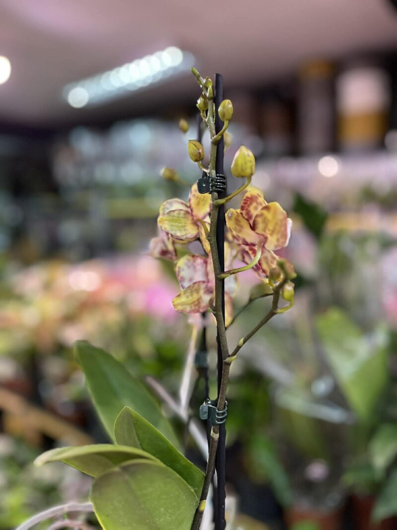 Phalaenopsis Orient Express | Storczyk