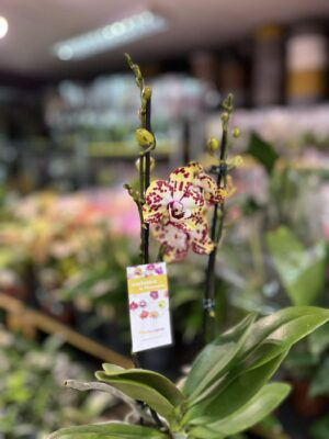 Phalaenopsis Orient Express | Storczyk