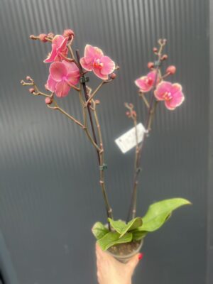 Phalaenopsis Limited – „Pink mutacja” | Storczyk