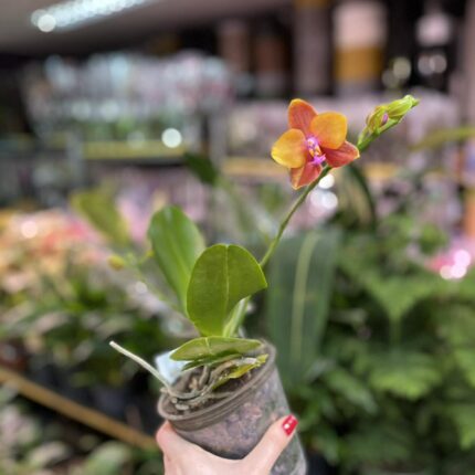 Phalaenopsis Meidarland Chambe | Storczyk