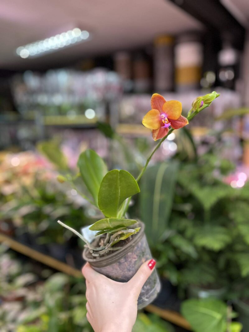 Phalaenopsis Meidarland Chambe | Storczyk