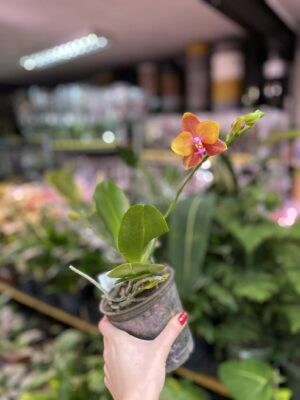 Phalaenopsis Meidarland Chambe | Storczyk