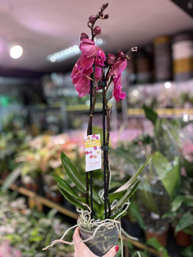 Phalaenopsis Magenta | Storczyk