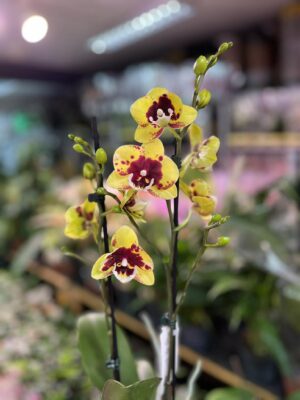 phalaenopsis Marcia | Storczyk