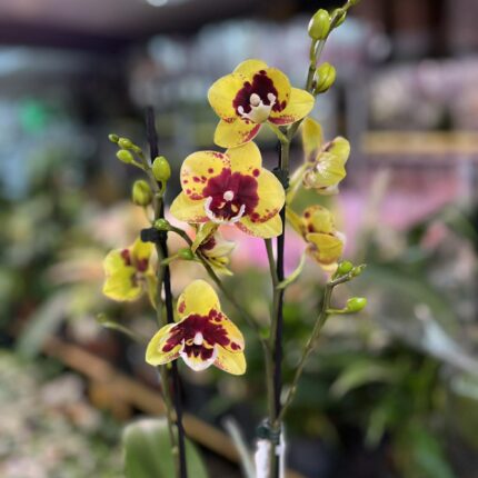 phalaenopsis Marcia | Storczyk