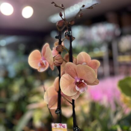 phalaenopsis oxlottery | Storczyk