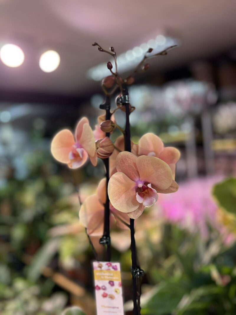phalaenopsis oxlottery | Storczyk