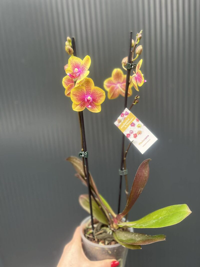 Phalaenopsis Sogo Lawrence x I-Hsin Yellow Wave | Storczyk