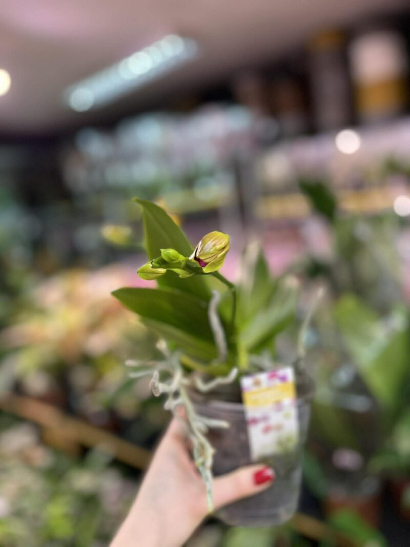 Phalaenopsis Meidarland Chambe | Storczyk