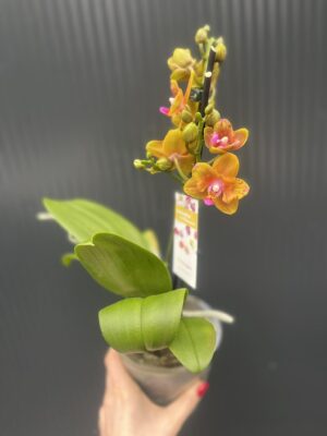 Phalaenopsis Lioulin Orange peloric | Storczyk