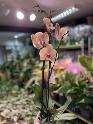 phalaenopsis oxlottery | Storczyk