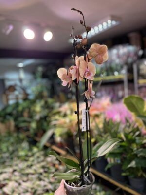 phalaenopsis oxlottery | Storczyk