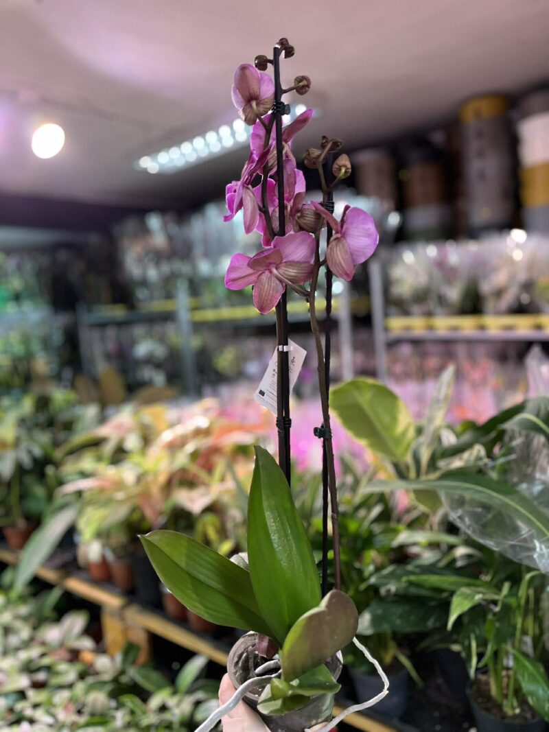 Phalaenopsis Lembongan | Storczyk