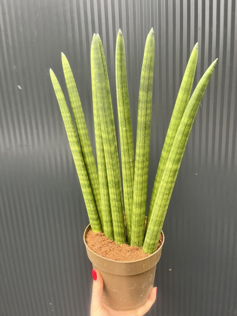 Sansewieria cylindryczna ‘Fan’ 