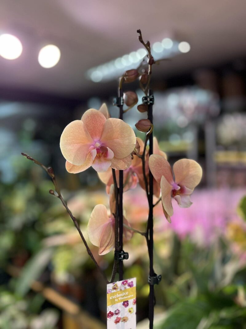 phalaenopsis oxlottery | Storczyk