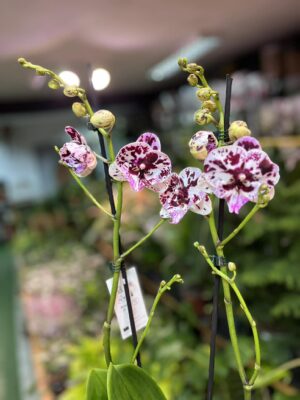 Phalaenopsis ‘Speechless Elegance’ | storczyk