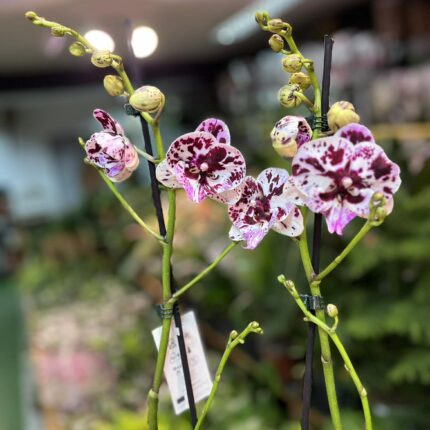 Phalaenopsis ‘Speechless Elegance’ | storczyk