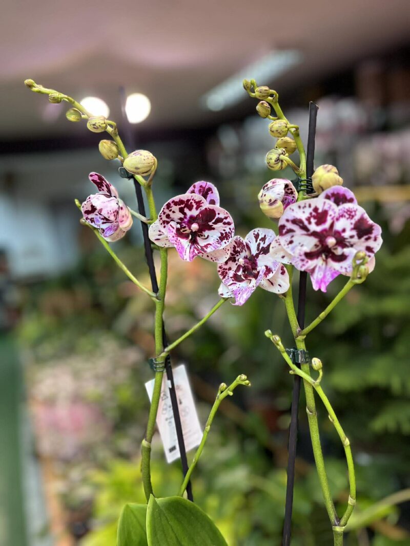 Phalaenopsis ‘Speechless Elegance’ | storczyk