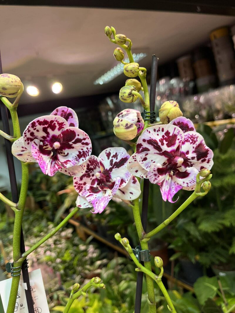 Phalaenopsis ‘Speechless Elegance’ | storczyk