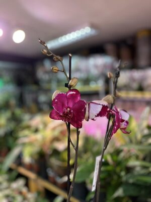 Phalaenopsis Malwina