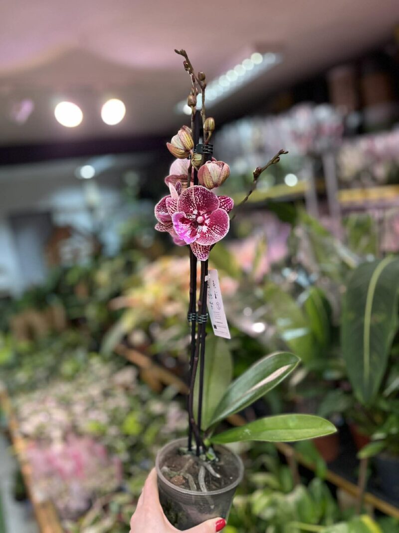 Phalaenopsis Miki Black Witch | storczyk