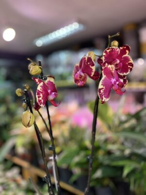 Phalaenopsis Beauty Soulmate | Storczyk