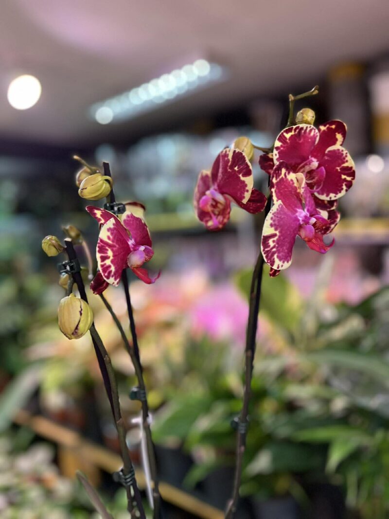 Phalaenopsis Beauty Soulmate | Storczyk