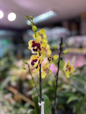 phalaenopsis Marcia | Storczyk