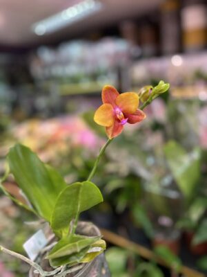 Phalaenopsis Meidarland Chambe | Storczyk