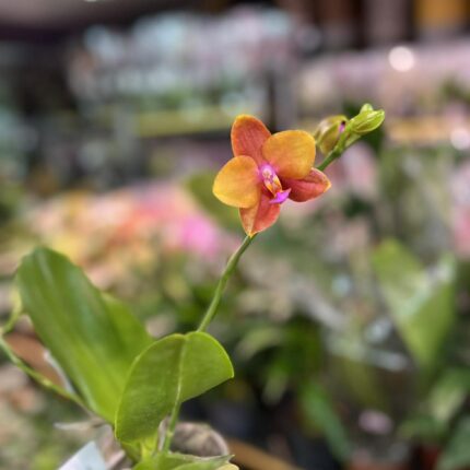 Phalaenopsis Meidarland Chambe | Storczyk