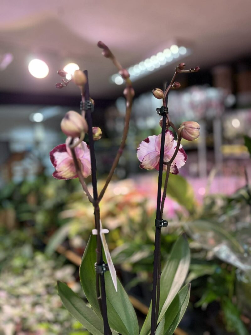 Phalaenopsis Magic Art | Storczyk