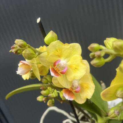 Phalaenopsis yellow peloric | Storczyk