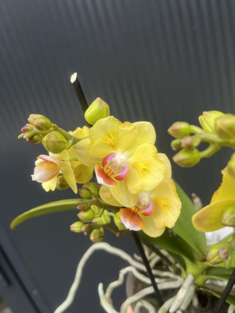 Phalaenopsis yellow peloric | Storczyk