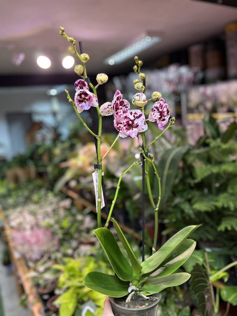 Phalaenopsis ‘Speechless Elegance’ | storczyk