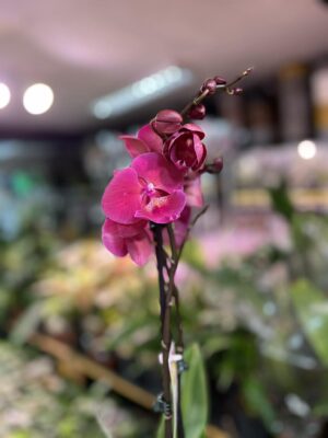 Phalaenopsis Magenta | Storczyk