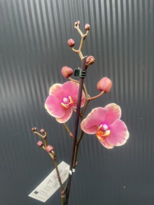 Phalaenopsis Limited – „Pink mutacja” | Storczyk