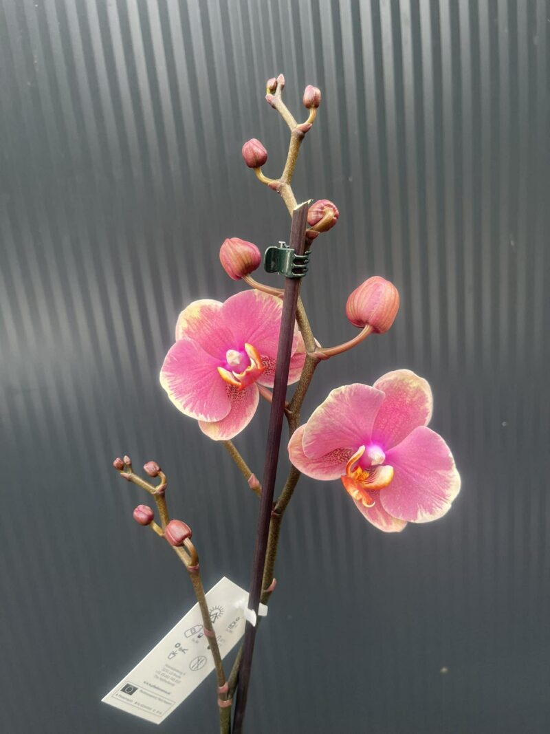 Phalaenopsis Limited – „Pink mutacja” | Storczyk