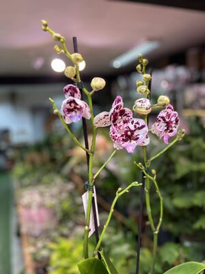 Phalaenopsis ‘Speechless Elegance’ | storczyk