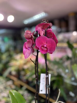 Phalaenopsis Magenta | Storczyk